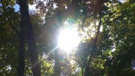 Sun Through foliage